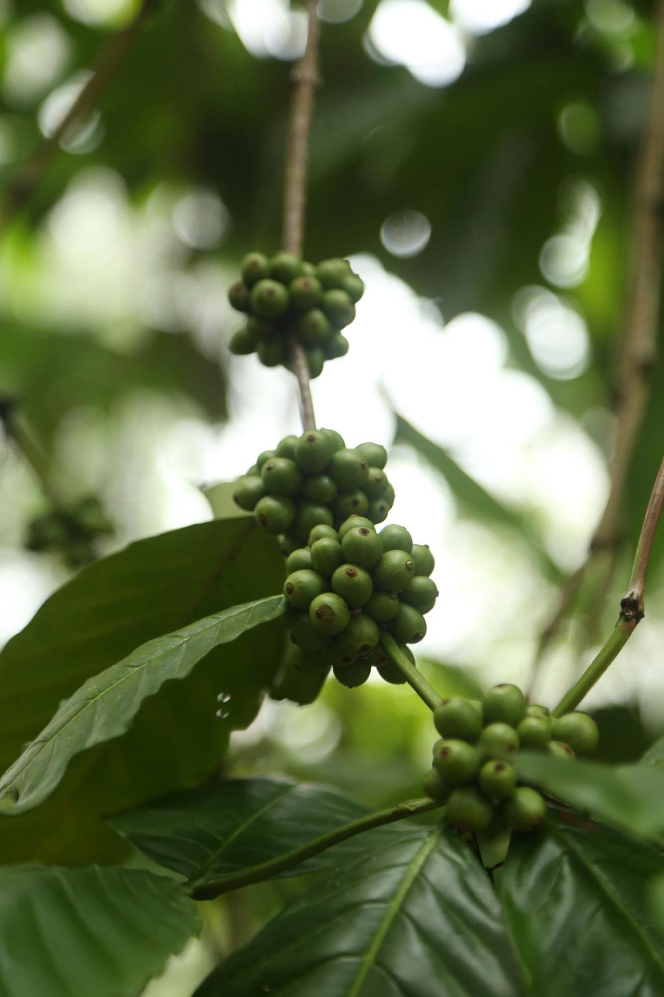 Spice Forest Plantation Homestay, Thekkady Vandiperiyar Exterior photo