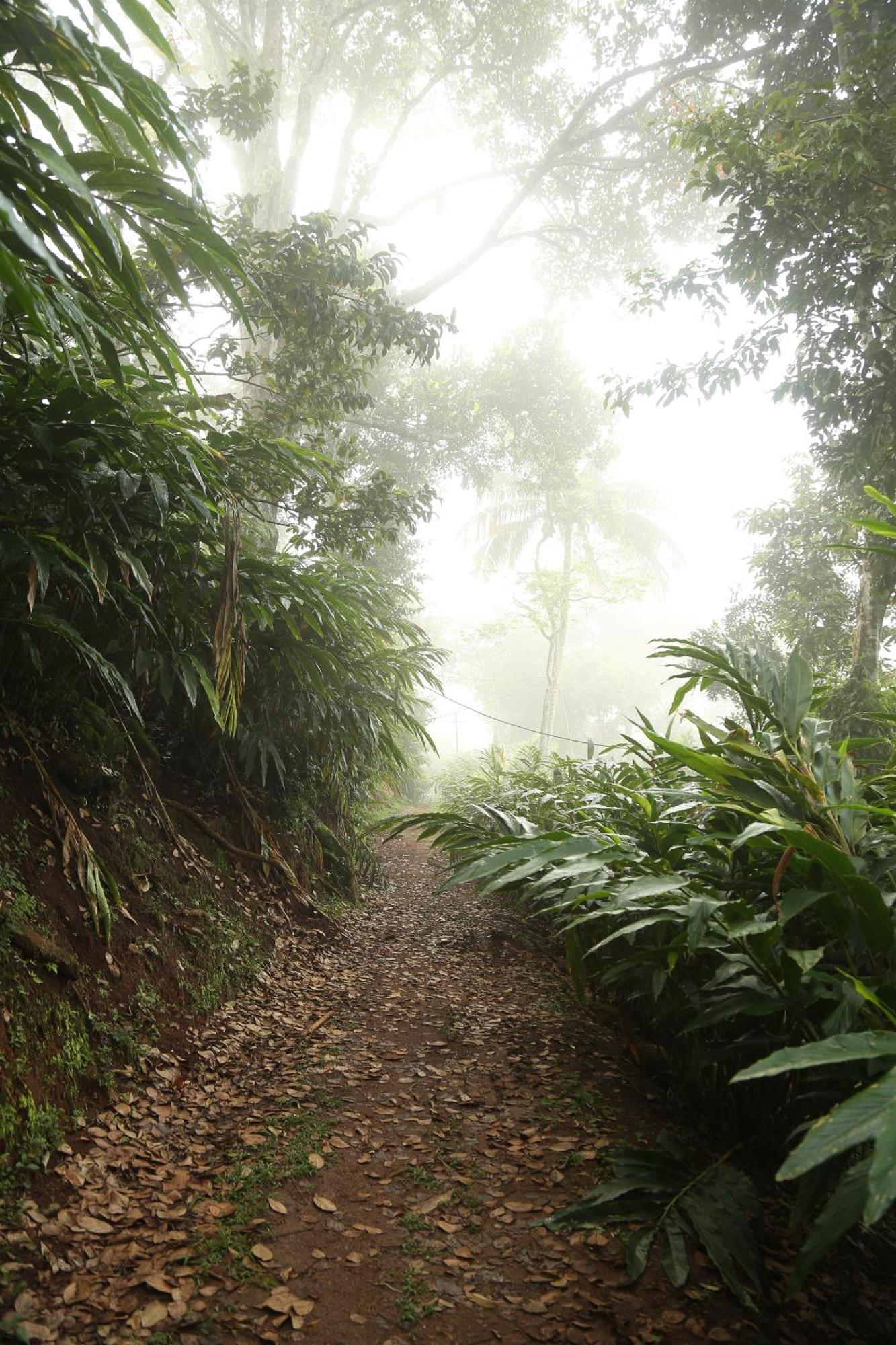 Spice Forest Plantation Homestay, Thekkady Vandiperiyar Exterior photo